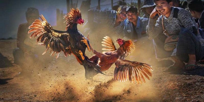 Banner www.thanhhai.com.vn