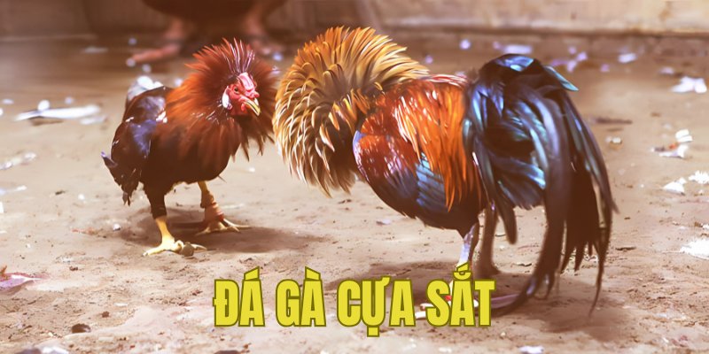 Banner www.thanhhai.com.vn